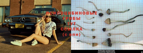 индика Алзамай